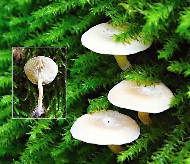 strmuľka Clitocybe sp.