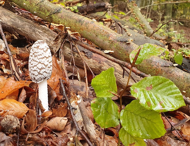 hnojník strakatý Coprinopsis picacea (Bull.) Redhead, Vilgalys & Moncalvo