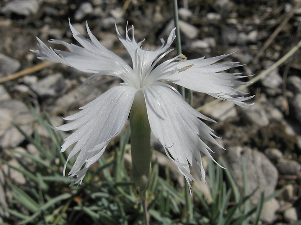 klinček včasný lumnitzerov Dianthus praecox subsp. lumnitzeri (Wiesb.) Kmeťová