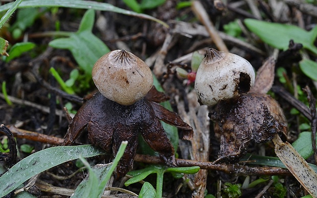 hviezdovka Schmidelova Geastrum schmidelii Vittad.