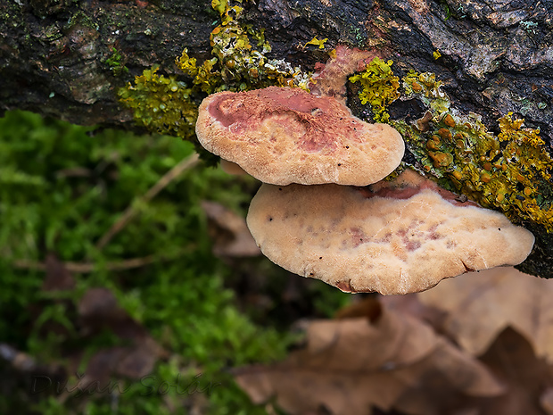 hlinovec červenkastý Hapalopilus rutilans (Pers.) Murrill