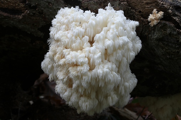 koralovec bukový Hericium coralloides (Scop.) Pers.