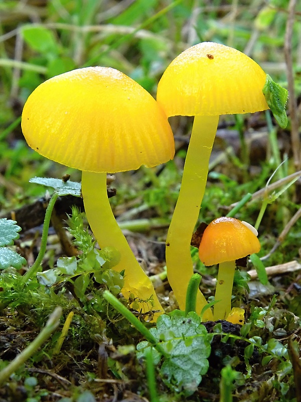 lúčnica vosková Hygrocybe ceracea (Wulfen) P. Kumm.