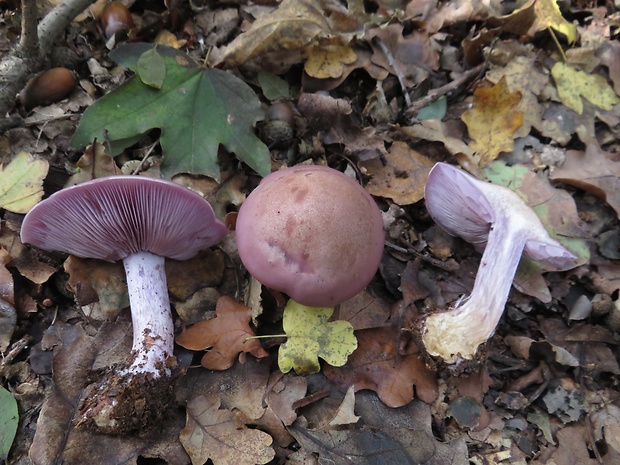 pôvabnica fialová Lepista nuda (Bull.) Cooke