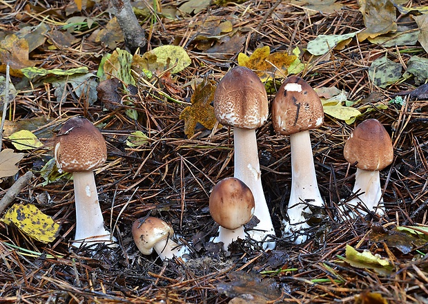 bedľa štíhla Macrolepiota mastoidea (Fr.) Singer