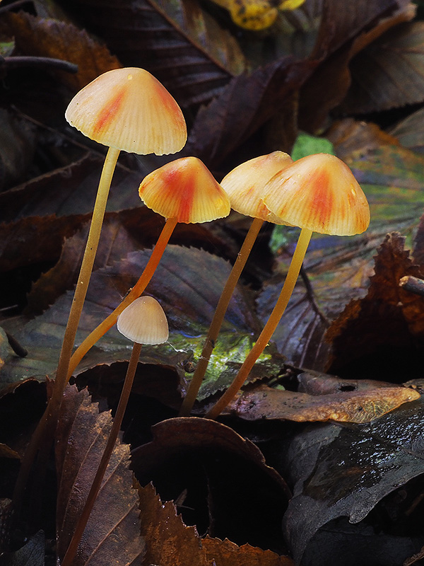 prilbička šafranová Mycena crocata (Schrad.) P. Kumm.