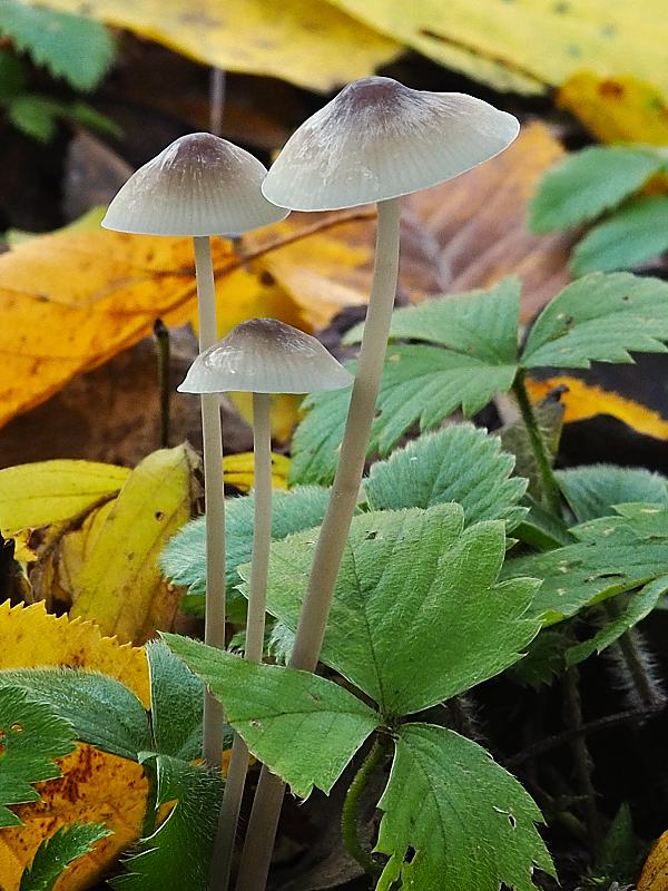 prilbička Mycena sp.