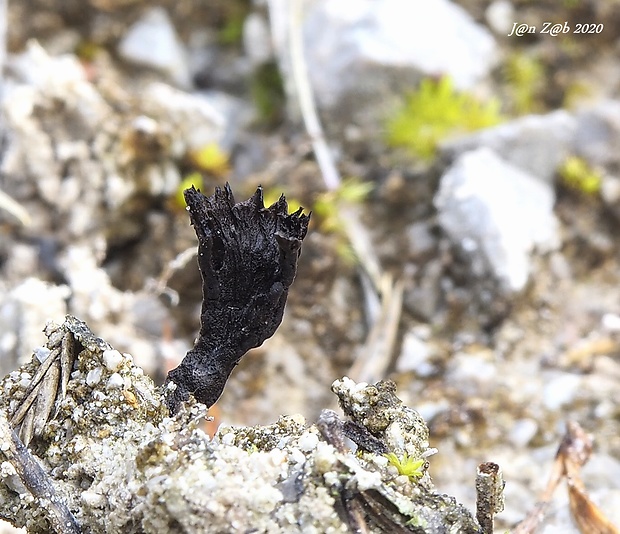 plesňovka Thelephora sp.