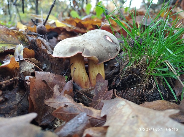 suchohríb zamatový Xerocomellus pruinatus (Fr.) Šutara