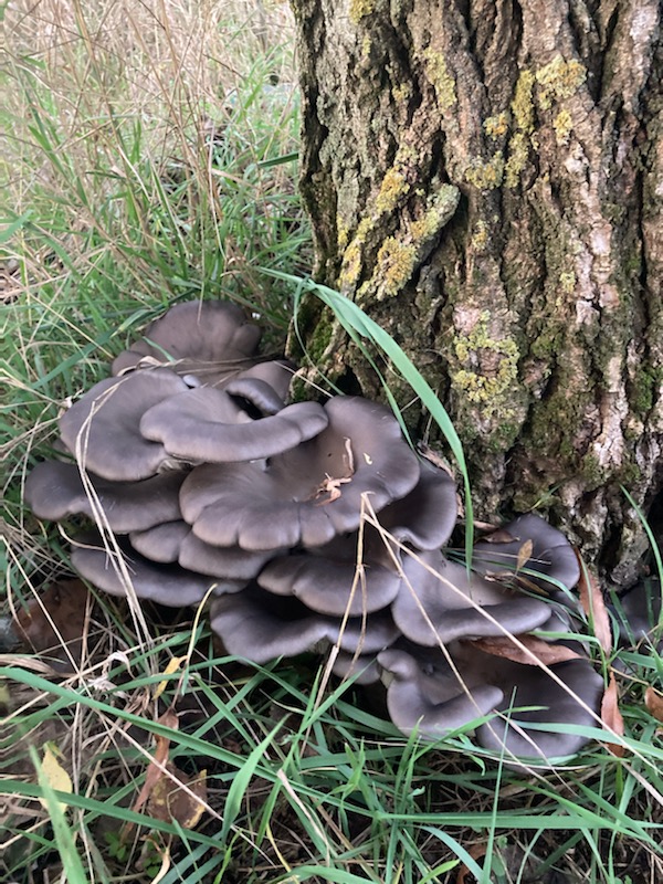 hliva ustricovitá Pleurotus ostreatus (Jacq.) P. Kumm.