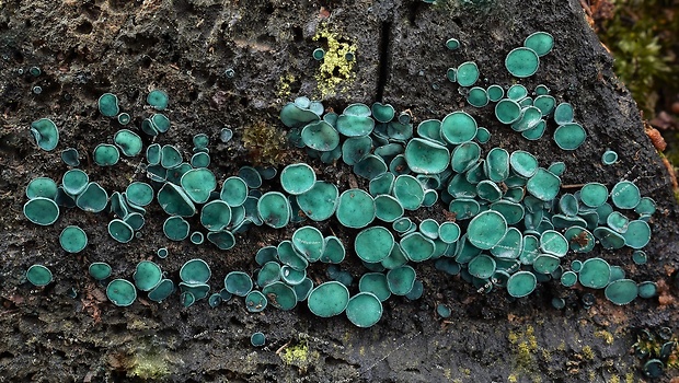 zelenica Chlorociboria sp.