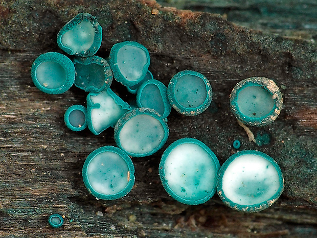 zelenica Chlorociboria sp.