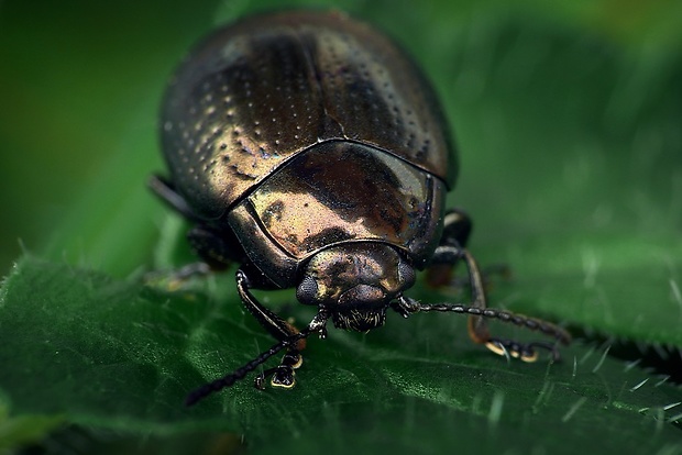 liskavka (sk) / mandelinka skvělá (cz) Chrysolina oricalcia O. F. Müller, 1776