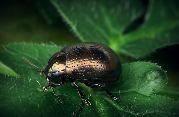 liskavka (sk) / mandelinka skvělá (cz) Chrysolina oricalcia O. F. Müller, 1776