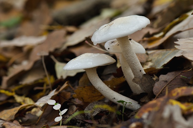 hodvábnica vypínavá Entoloma majaloides P.D. Orton