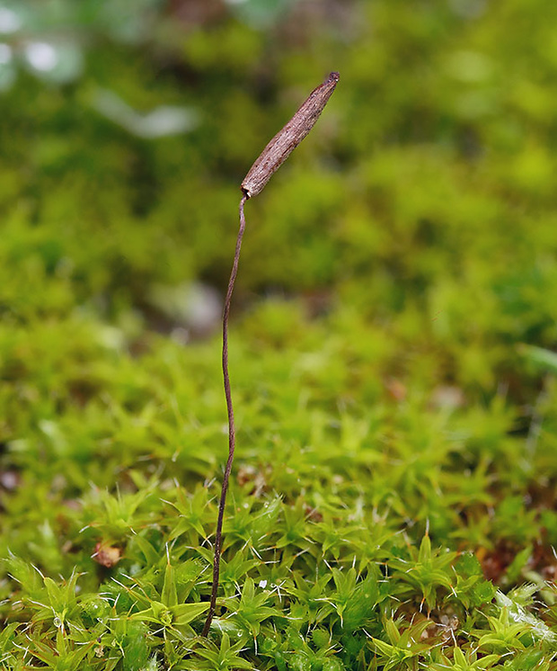 hrotovka stepná Galeropsis desertorum Velen. & Dvořák