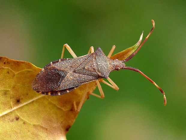 bzdocha Gonocerus acuteangulatus