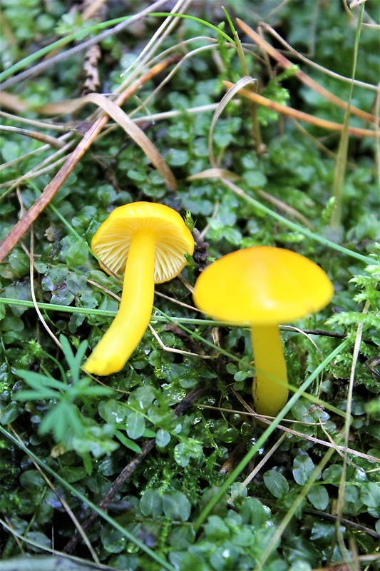 lúčnica vosková Hygrocybe ceracea (Wulfen) P. Kumm.