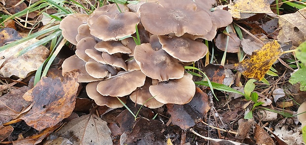 strmulec nakopený Lyophyllum decastes (Fr.) Singer