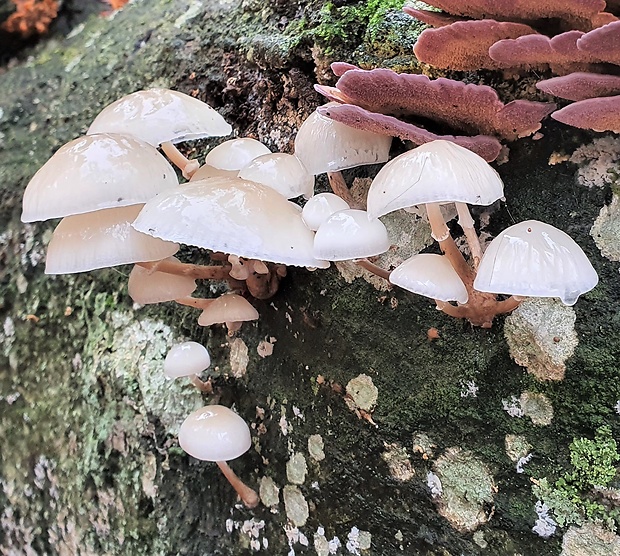 sliznačka obyčajná Mucidula mucida (Schrad.) Pat.