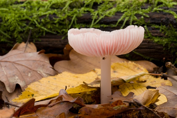 prilbička ružovkastá Mycena rosea Gramberg