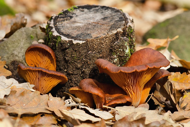 kališník hnedooranžový Omphalotus olearius (DC.) Singer