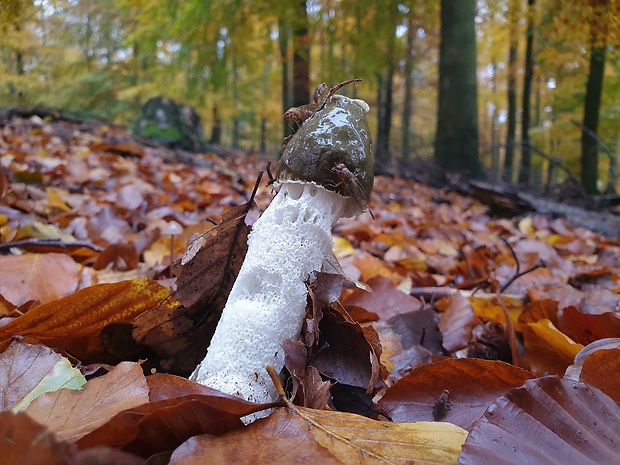 hadovka smradľavá Phallus impudicus L.