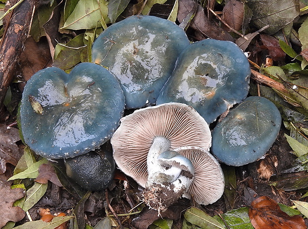 golierovka zelenomodrá Stropharia caerulea Kreisel