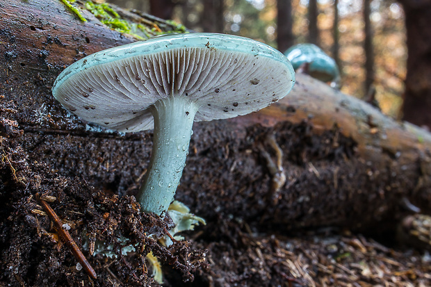 golierovka zelenkastá Stropharia cf. aeruginosa (Curtis) Quél.