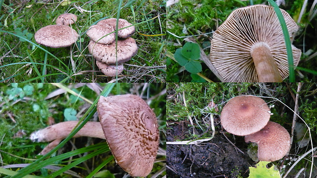 čírovka šupinkatá Tricholoma imbricatum (Fr.) P. Kumm.