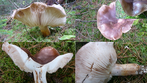 čírovka mäsitá Tricholoma pessundatum (Fr.) Quél.