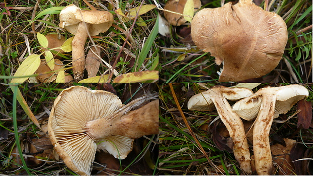 čírovka Tricholoma sp.