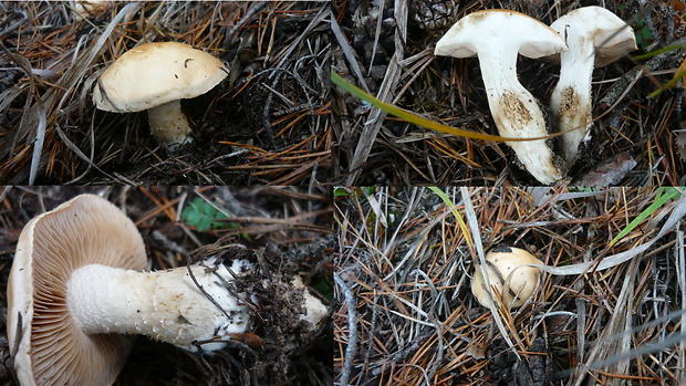 čírovka Tricholoma sp.