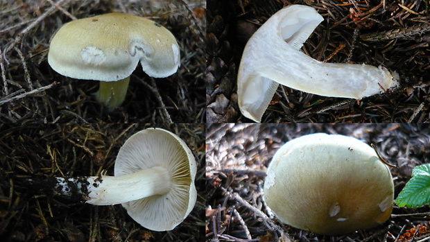 čírovka Tricholoma sp.