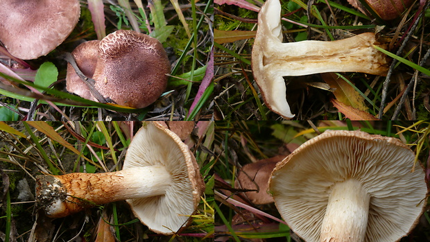 čírovka škridlicovitá Tricholoma vaccinum (Schaeff.) P. Kumm.