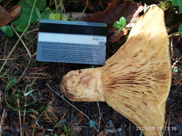 čechratec obrovský Leucopaxillus giganteus (Sowerby) Singer