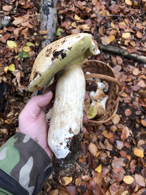 hríb smrekový Boletus edulis Bull.