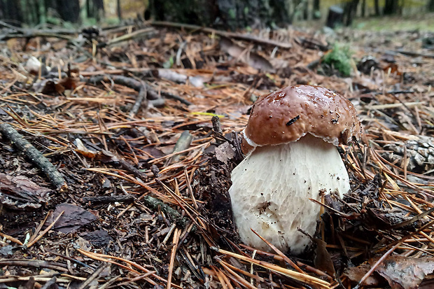 hríb smrekový Boletus edulis Bull.