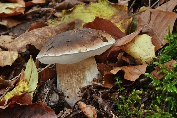 hríb smrekový Boletus edulis Bull.