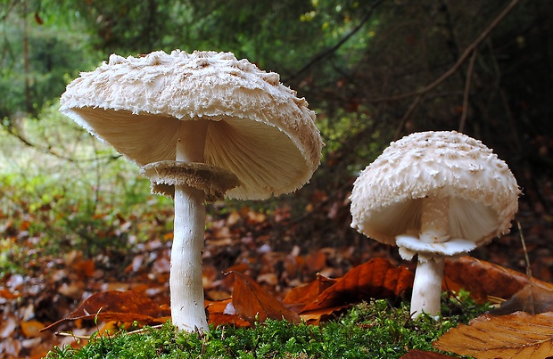 bedľa červenejúca Chlorophyllum rachodes (Vittad.) Vellinga