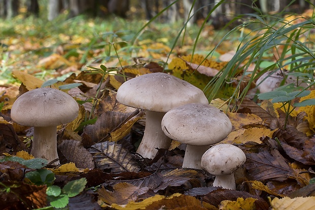 strmuľka inovaťová Clitocybe nebularis (Batsch) P. Kumm.