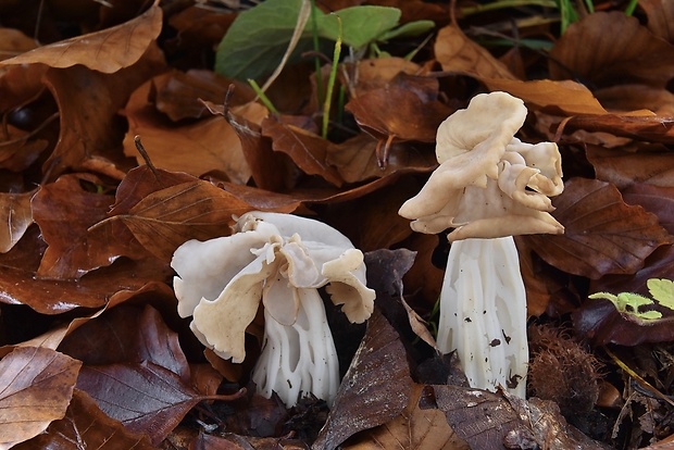 chriapač kučeravý Helvella crispa (Scop.) Fr.