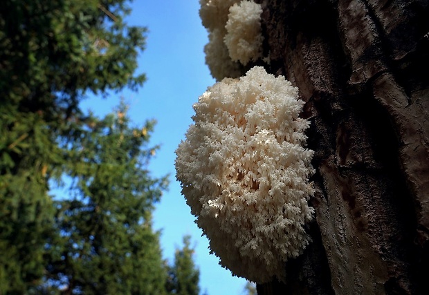 koralovec bukový Hericium coralloides (Scop.) Pers.