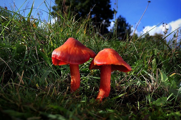 lúčnica granátovočervená Hygrocybe punicea (Fr.) P. Kumm.