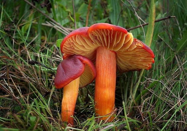 lúčnica granátovočervená Hygrocybe punicea (Fr.) P. Kumm.