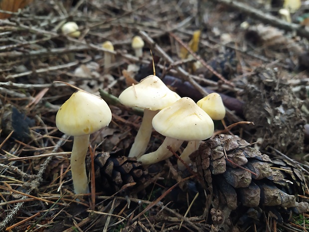 šťavnačka smrekovcová Hygrophorus lucorum Kalchbr.