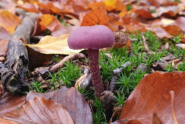 lakovka ametystová Laccaria amethystina (Huds.) Cooke