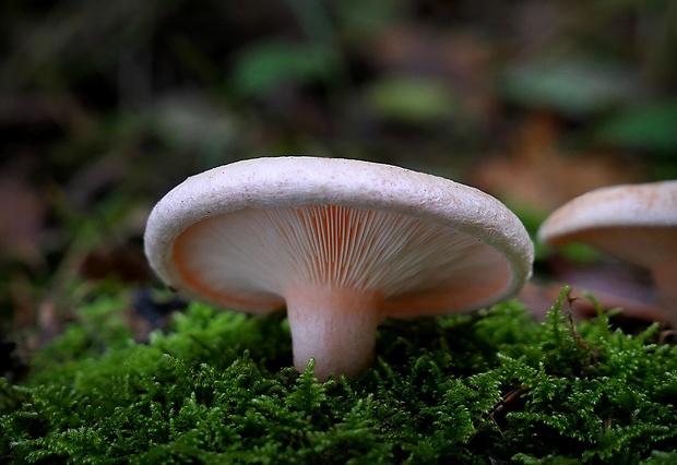 rýdzik chĺpkatý Lactarius pubescens (Fr.) Fr.