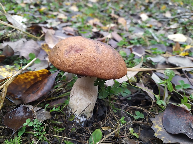 kozák osikový Leccinum albostipitatum den Bakker & Noordel.