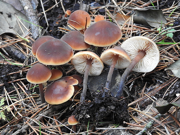 smeťovček uhorkový Macrocystidia cucumis (Pers.) Joss.